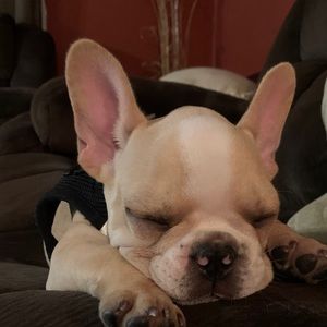 Meet your Posher, Maggie